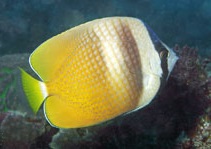 orange butterflyfish