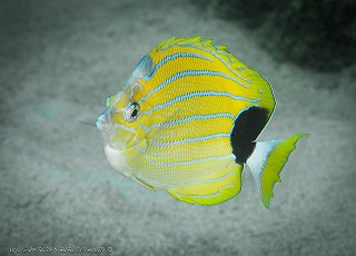 fremblii butterflyfish