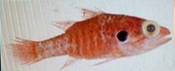 Redtail Cardinalfish