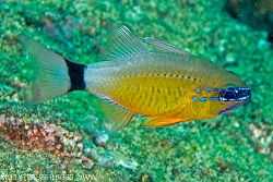 Ringtail Cardinalfish