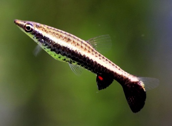 דג Nannostomus Unifasciatus