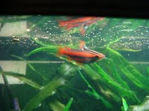 אקווריום עם זוג Red arc Pencilfish
