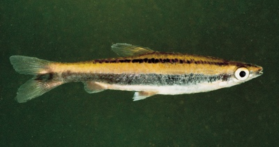 דג Two Lined Pencilfish