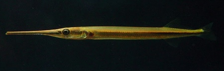 דג Freshwater Needlefish