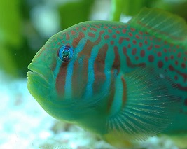 clown goby green
