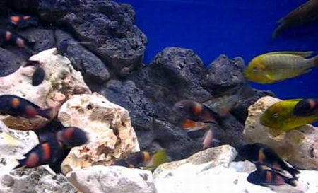 Petrochromis - פטרוכרטומיס - אקווריום